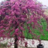 Pink Heartbreaker Weeping Redbud Tree - 7 Gallon Pot (4.5-5.5')