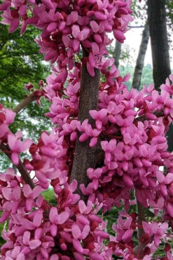 Pink Heartbreaker Weeping Redbud Tree - 7 Gallon Pot (4.5-5.5') -Wilson Bros Gardens cercis canadensis pink heartbreaker weeping redbud 4