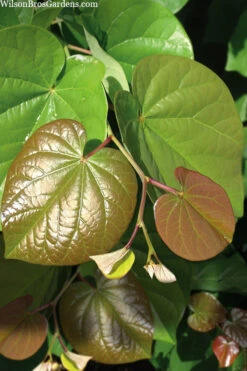 Pink Pom Poms Redbud Tree - 7 Gallon Pot 10 Pink Pom Poms Redbud Tree - 7 Gallon Pot -Wilson Bros Gardens cercis canadensis pink pom pom redbud tree 3