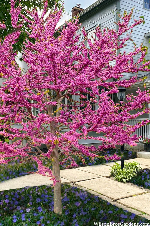 Pink Pom Poms Redbud Tree - 7 Gallon Pot 4 Pink Pom Poms Redbud Tree - 7 Gallon Pot - Image 4
