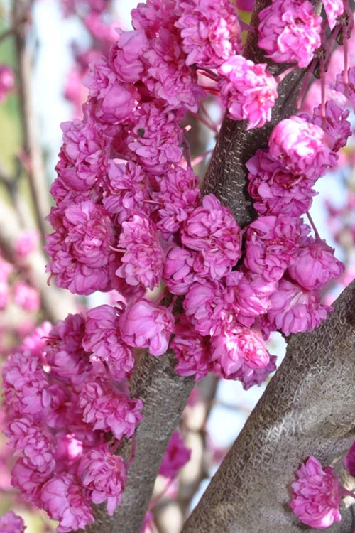 Pink Pom Poms Redbud Tree - 7 Gallon Pot 6 Pink Pom Poms Redbud Tree - 7 Gallon Pot - Image 6