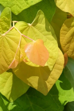 The Rise 'N Shine Redbud Tree - 7 Gallon Pot -Wilson Bros Gardens cercis canadensis rise n shine redbud tree 4