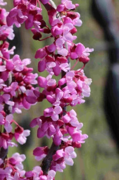 Traveller Weeping Redbud Tree - 7 Gallon Pot -Wilson Bros Gardens cercis canadensis travelers pink weeping redbud 6