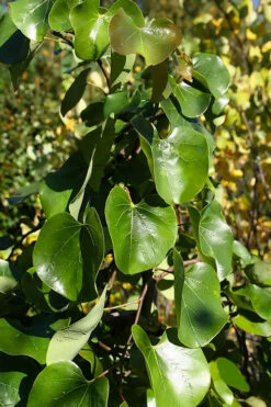 Traveller Weeping Redbud Tree - 7 Gallon Pot -Wilson Bros Gardens cercis canadensis travelers pink weeping redbud 8