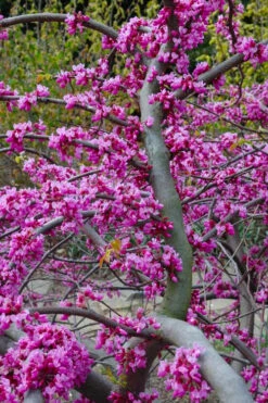 Traveller Weeping Redbud Tree - 7 Gallon Pot -Wilson Bros Gardens cercis canadensis travellers pink weeping redbud 5