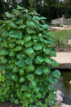 Vanilla Twist White Weeping Redbud Tree - 7 Gallon Pot(5-6') 12 Vanilla Twist White Weeping Redbud Tree - 7 Gallon Pot(5-6') -Wilson Bros Gardens cercis canadensis vanilla twist white weeping redbud tree 10