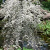 Vanilla Twist White Weeping Redbud Tree - 7 Gallon Pot(5-6')