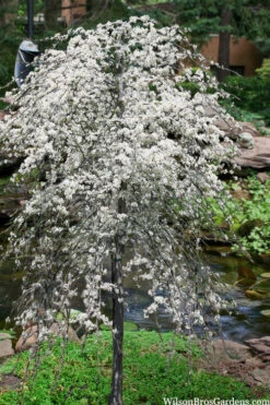 Vanilla Twist White Weeping Redbud Tree - 7 Gallon Pot(5-6')