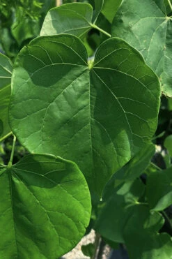 Vanilla Twist White Weeping Redbud Tree - 7 Gallon Pot(5-6') 15 Vanilla Twist White Weeping Redbud Tree - 7 Gallon Pot(5-6') -Wilson Bros Gardens cercis canadensis vanilla twist white weeping redbud tree 13