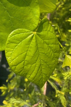 Vanilla Twist White Weeping Redbud Tree - 7 Gallon Pot(5-6') 13 Vanilla Twist White Weeping Redbud Tree - 7 Gallon Pot(5-6') -Wilson Bros Gardens cercis canadensis vanilla twist white weeping redbud tree 14