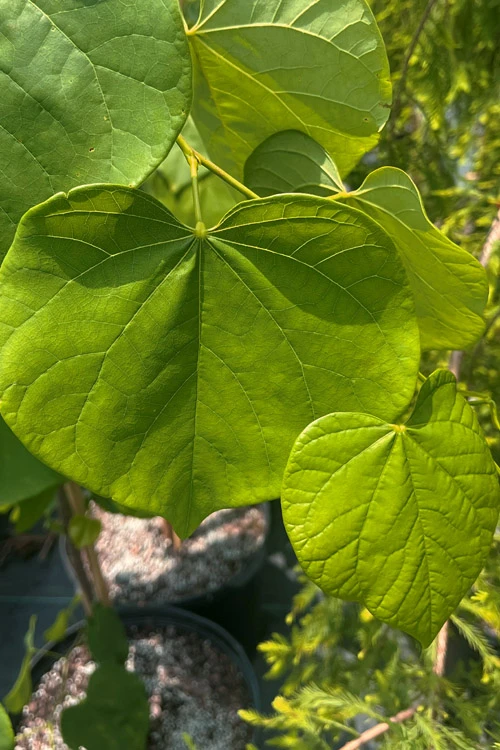 Vanilla Twist White Weeping Redbud Tree - 7 Gallon Pot(5-6') 7 Vanilla Twist White Weeping Redbud Tree - 7 Gallon Pot(5-6') - Image 7