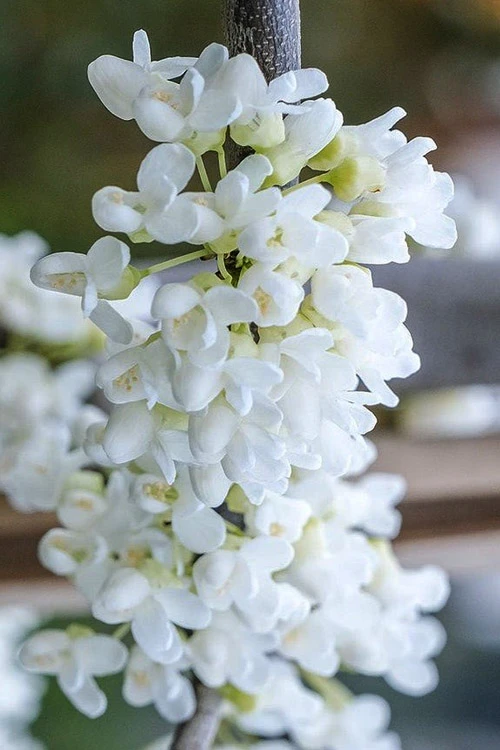 Vanilla Twist White Weeping Redbud Tree - 7 Gallon Pot(5-6') 4 Vanilla Twist White Weeping Redbud Tree - 7 Gallon Pot(5-6') - Image 4