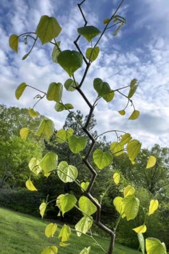 Zig Zag Eastern Redbud Tree - 5 Gallon Pot -Wilson Bros Gardens cercis canadensis zig zag redbud tree 1