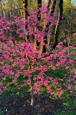 Zig Zag Eastern Redbud Tree - 5 Gallon Pot -Wilson Bros Gardens cercis canadensis zig zag redbud tree 2