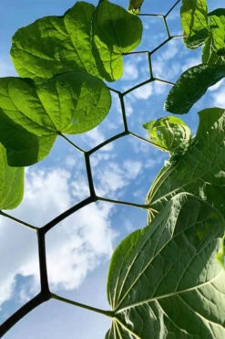 Zig Zag Eastern Redbud Tree - 5 Gallon Pot