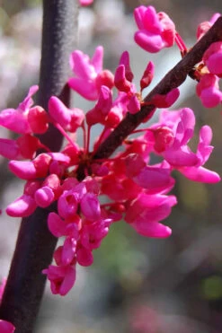 Zig Zag Eastern Redbud Tree - 5 Gallon Pot -Wilson Bros Gardens cercis canadensis zig zag redbud tree 4