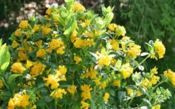 Juiced Orange Jessamine (Cestrum Corymbosum) - 3 Pack Of Quart Pots -Wilson Bros Gardens cestrum juiced orange jessamine 3