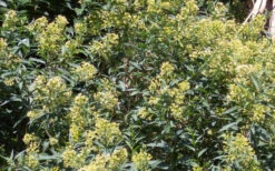 Chilean Hardy Willow Jessamine (Cestrum Parqui) - 2 Pack Of Quart Pots 11 Chilean Hardy Willow Jessamine (Cestrum Parqui) - 2 Pack Of Quart Pots -Wilson Bros Gardens cestrum parqui chilean hardy willow jessamine 6