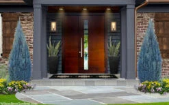 Blue Surprise Lawson Cypress (Chamaecyparis Lawsoniana) - 3 Gallon Pot -Wilson Bros Gardens chamaecyparis lawsoniana blue surprise lawson cypress 12