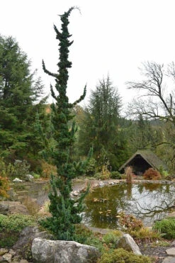 Wissel's Saguaro Lawson Cypress - 5 Gallon Pot -Wilson Bros Gardens chamaecyparis lawsoniani wissels saguaro cypress 4 1