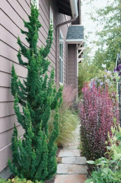 Wissel's Saguaro Lawson Cypress - 5 Gallon Pot -Wilson Bros Gardens chamaecyparis lawsoniani wissels saguaro cypress 5 1