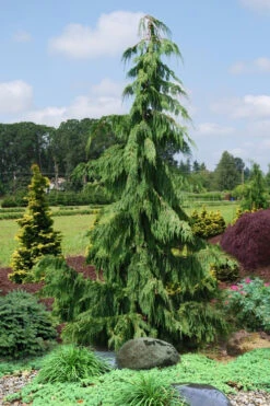 Weeping Nootka Cypress - 3 Gallon Pot
