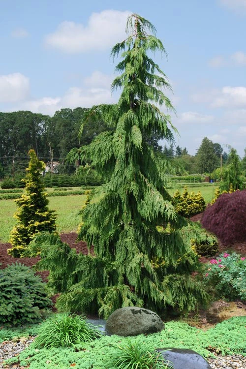 Weeping Nootka Cypress - 3 Gallon Pot 1 Weeping Nootka Cypress - 3 Gallon Pot