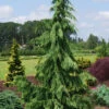 Weeping Nootka Cypress - 1 Gallon Pot