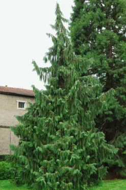 Weeping Nootka Cypress - 3 Gallon Pot 13 Weeping Nootka Cypress - 3 Gallon Pot -Wilson Bros Gardens chamaecyparis nootkatensis pendula weeping nootka cypress 5 1