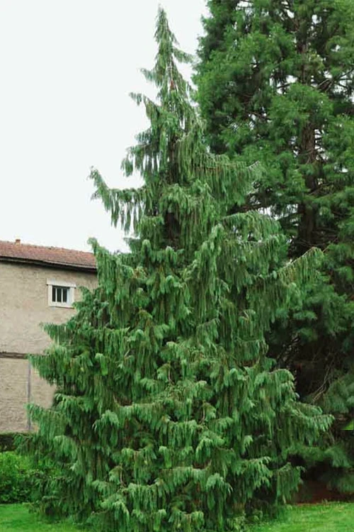 Weeping Nootka Cypress - 3 Gallon Pot 7 Weeping Nootka Cypress - 3 Gallon Pot - Image 7