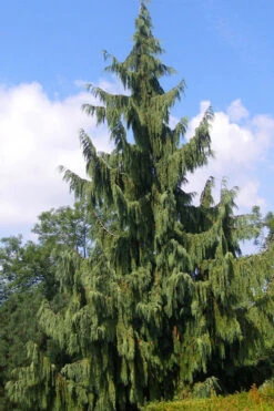 Weeping Nootka Cypress - 7 Gallon Pot -Wilson Bros Gardens chamaecyparis nootkatensis pendula weeping nootka cypress 6 2