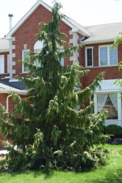 Weeping Nootka Cypress - 7 Gallon Pot -Wilson Bros Gardens chamaecyparis nootkatensis pendula weeping nootka cypress 7 2