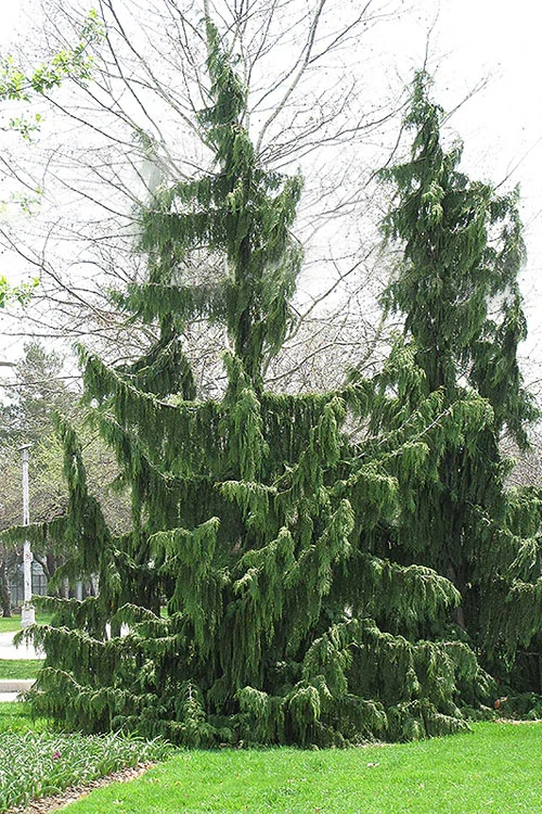 Weeping Nootka Cypress - 3 Gallon Pot 4 Weeping Nootka Cypress - 3 Gallon Pot - Image 4