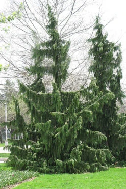 Weeping Nootka Cypress - 1 Gallon Pot -Wilson Bros Gardens chamaecyparis nootkatensis pendula weeping nootka cypress 8