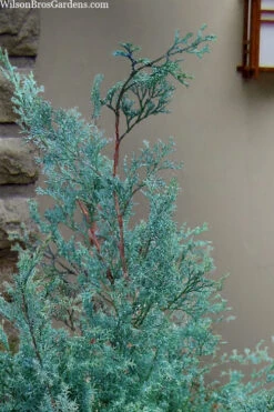 Blue Feathers Hinoki Cypress - 2 Gallon Pot 7 Blue Feathers Hinoki Cypress - 2 Gallon Pot -Wilson Bros Gardens chamaecyparis obtusa blue feathers hinoki cypress 1