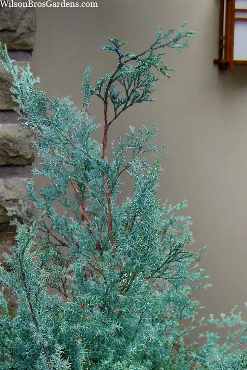 Blue Feathers Hinoki Cypress - 2 Gallon Pot 4 Blue Feathers Hinoki Cypress - 2 Gallon Pot - Image 4