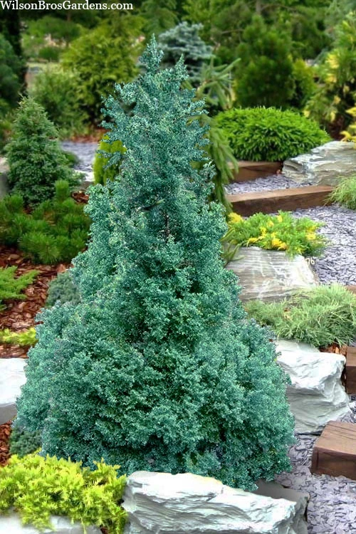 Blue Feathers Hinoki Cypress - 2 Gallon Pot 1 Blue Feathers Hinoki Cypress - 2 Gallon Pot