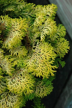 Confucius Golden Hinoki Cypress (Chamaecyparis Obtusa) - 3 Gallon Pot 7 Confucius Golden Hinoki Cypress (Chamaecyparis Obtusa) - 3 Gallon Pot -Wilson Bros Gardens chamaecyparis obtusa confucius golden hinoki cypress 1