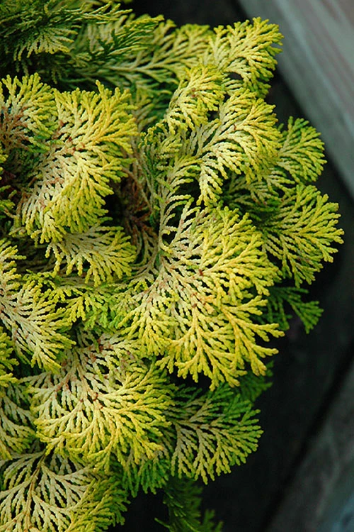 Confucius Golden Hinoki Cypress (Chamaecyparis Obtusa) - 3 Gallon Pot 4 Confucius Golden Hinoki Cypress (Chamaecyparis Obtusa) - 3 Gallon Pot - Image 4