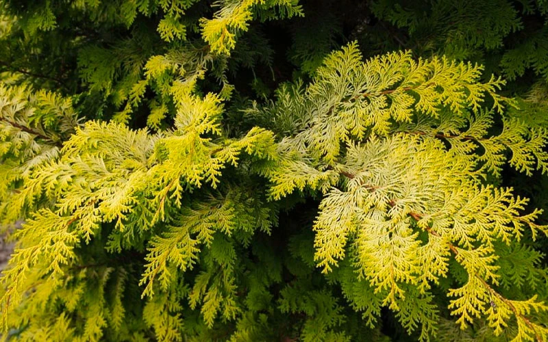 Crippsii Golden Hinoki Cypress - 7 Gallon Pot 4 Crippsii Golden Hinoki Cypress - 7 Gallon Pot - Image 4