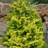 Crippsii Golden Hinoki Cypress - 7 Gallon Pot