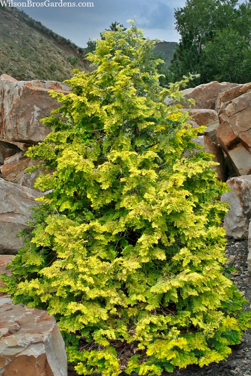 Crippsii Golden Hinoki Cypress - 7 Gallon Pot 1 Crippsii Golden Hinoki Cypress - 7 Gallon Pot