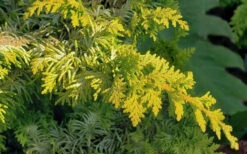 Golden Fernspray Hinoki Cypress - 1 Gallon Pot -Wilson Bros Gardens chamaecyparis obtusa fernspray gold hinoki cypress 102