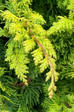 Golden Fernspray Hinoki Cypress - 1 Gallon Pot -Wilson Bros Gardens chamaecyparis obtusa fernspray gold hinoki cypress 103