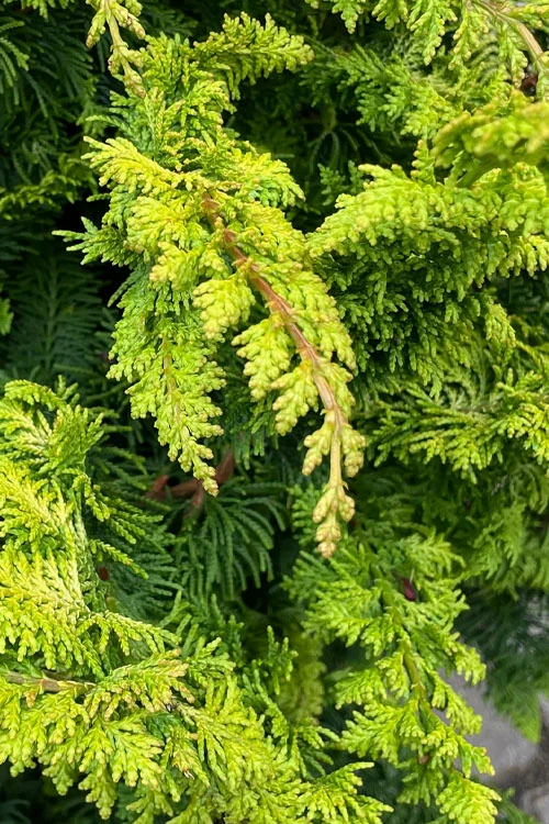 Golden Fernspray Hinoki Cypress - 5 Gallon Pot 6 Golden Fernspray Hinoki Cypress - 5 Gallon Pot - Image 6