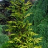 Golden Fernspray Hinoki Cypress - 7 Gallon Pot