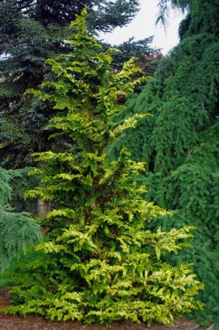 Golden Fernspray Hinoki Cypress - 7 Gallon Pot