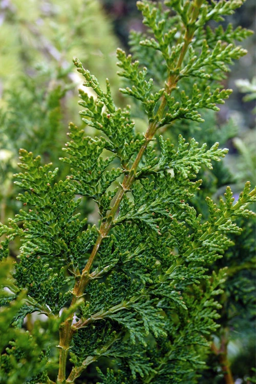 Fernspray Hinoki Cypress - 1 Gallon Pot 4 Fernspray Hinoki Cypress - 1 Gallon Pot - Image 4