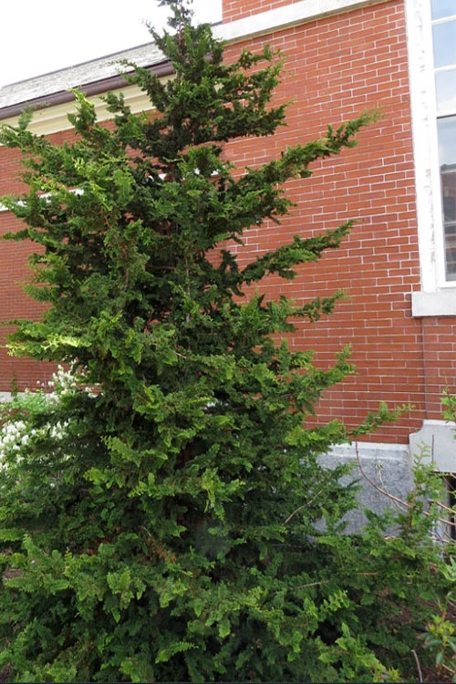 Fernspray Hinoki Cypress - 1 Gallon Pot 1 Fernspray Hinoki Cypress - 1 Gallon Pot