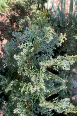 Gimborn Beauty Hinoki Cypress - 1 Gallon Pot 7 Gimborn Beauty Hinoki Cypress - 1 Gallon Pot -Wilson Bros Gardens chamaecyparis obtusa gimborn beauty hinoki cypress 1 1